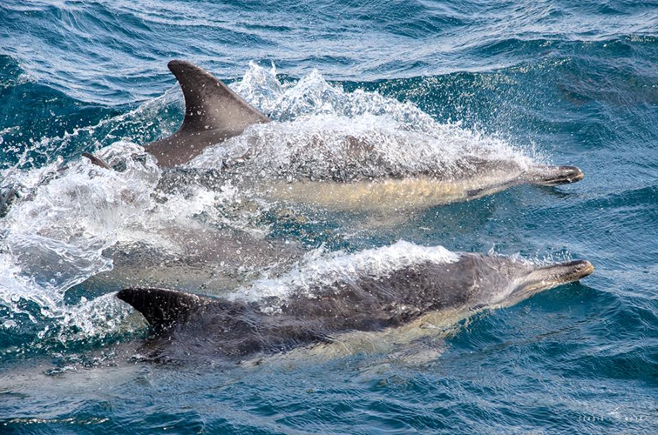 delfines sergio moya