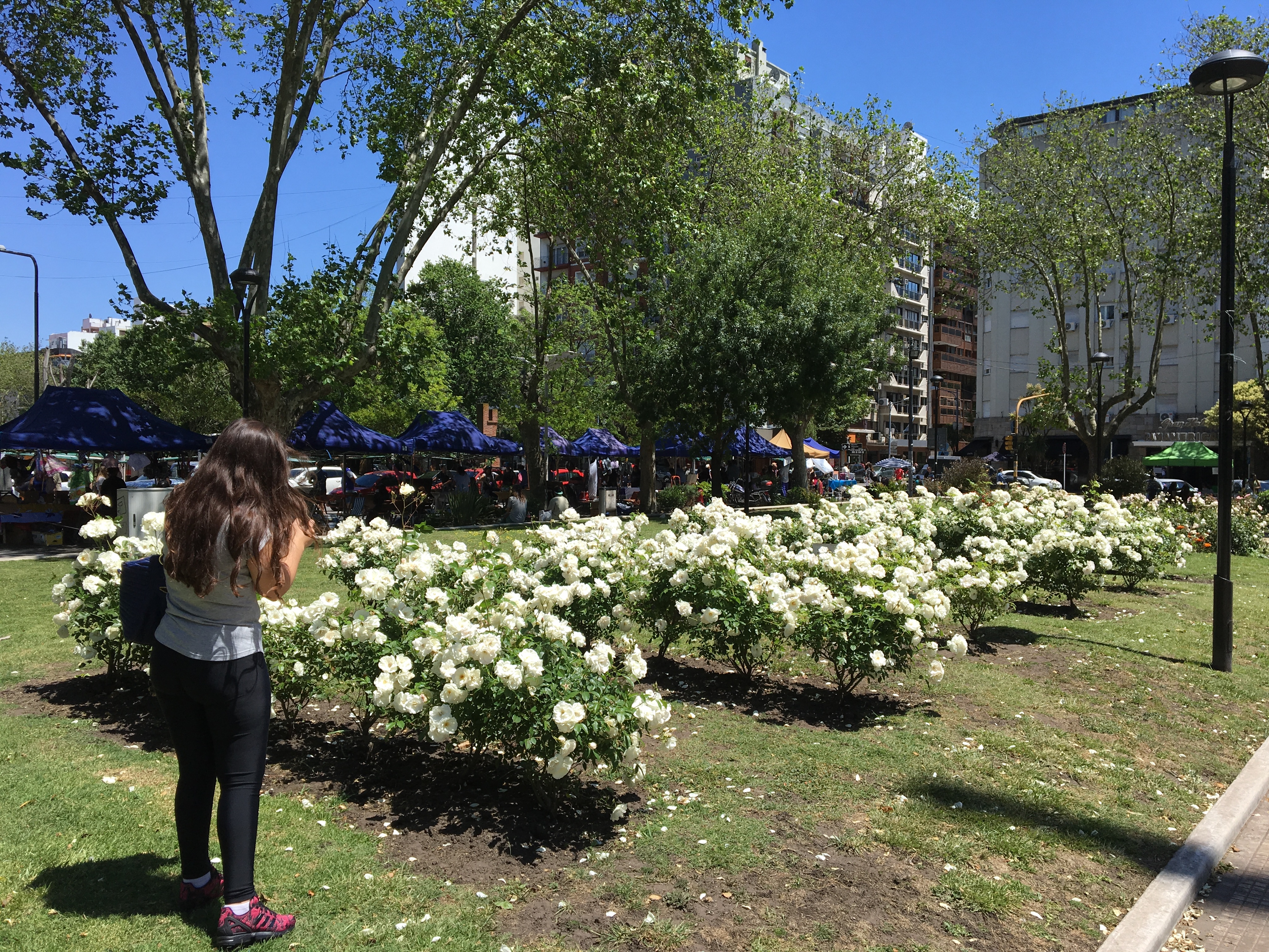 Los canteros de la plaza San Martín, siempre elogiados. Los jardineros municipales se lucen.