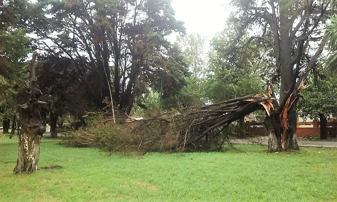 Arbol - Temporal