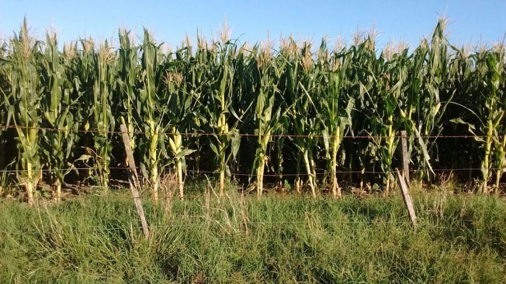 El INTA Balcarce dio a conocer los niveles de estrés de maíz y soja ... - La Capital de Mar del Plata (Comunicado de prensa)