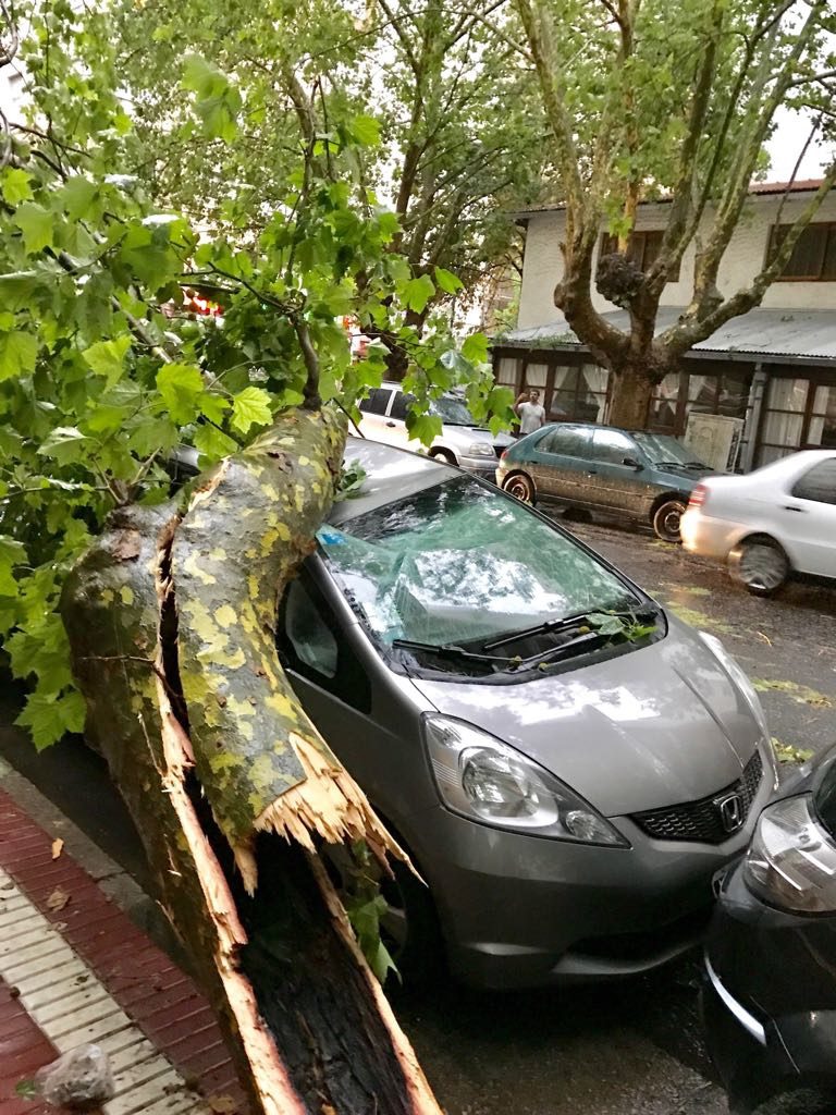 En Gascón y Las Heras, un árbol cayó sobre un auto.