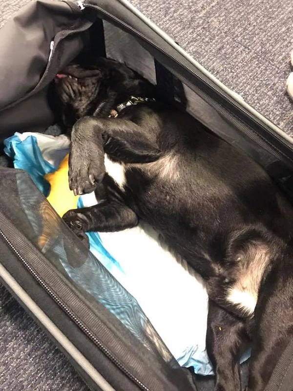 perro-muere-en-equipaje-de-un-avion-2
