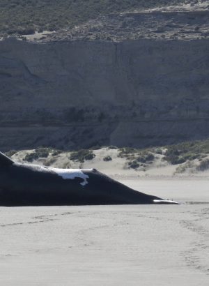 Marea Roja Principal Sospechosa Por Las 30 Ballenas Muertas En