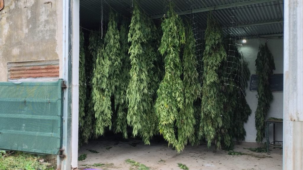 Plantas puedas a a sectar. Foto DronMardelPlata