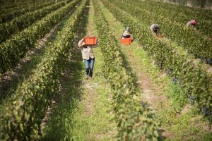 Nota