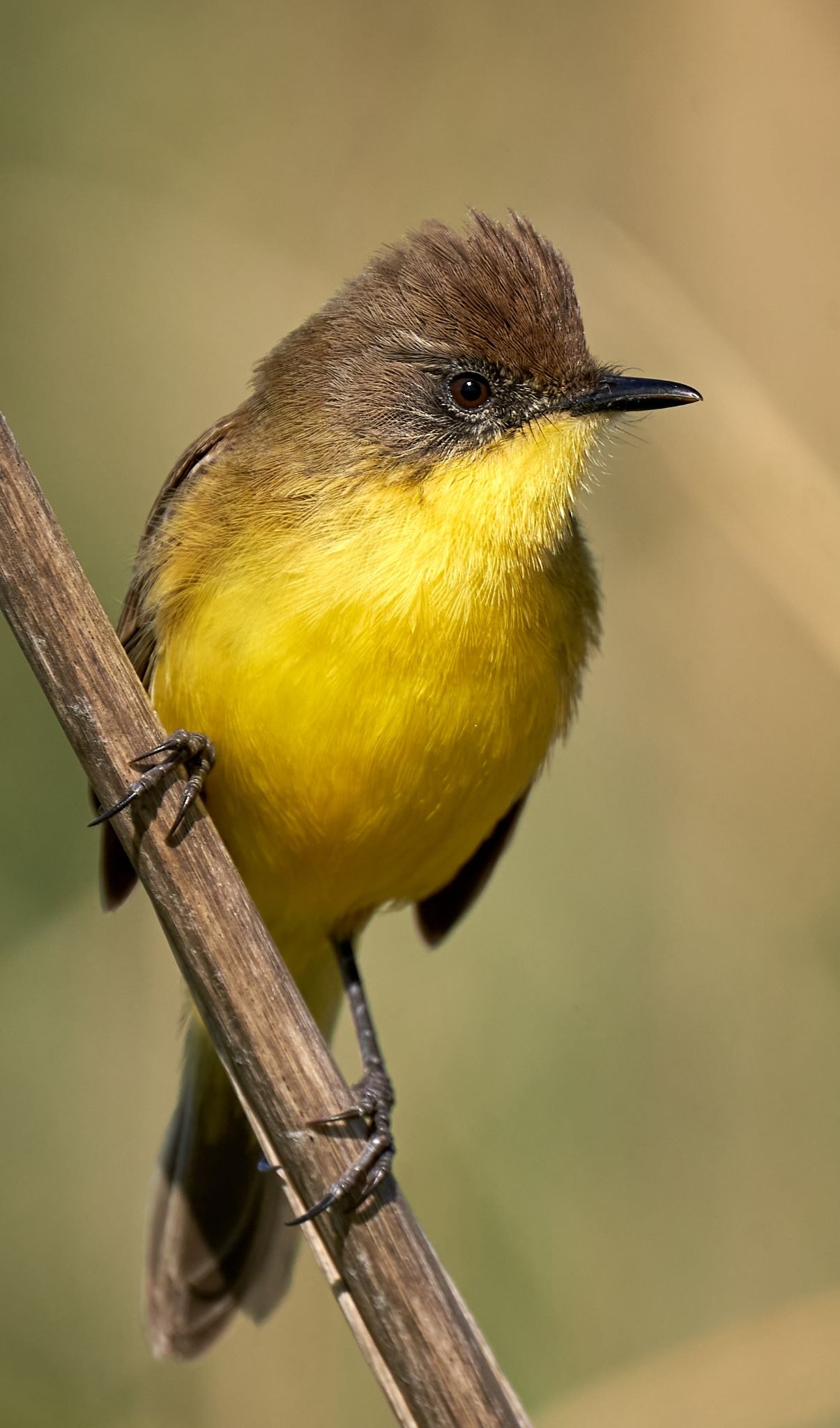 aves_migratorias_1