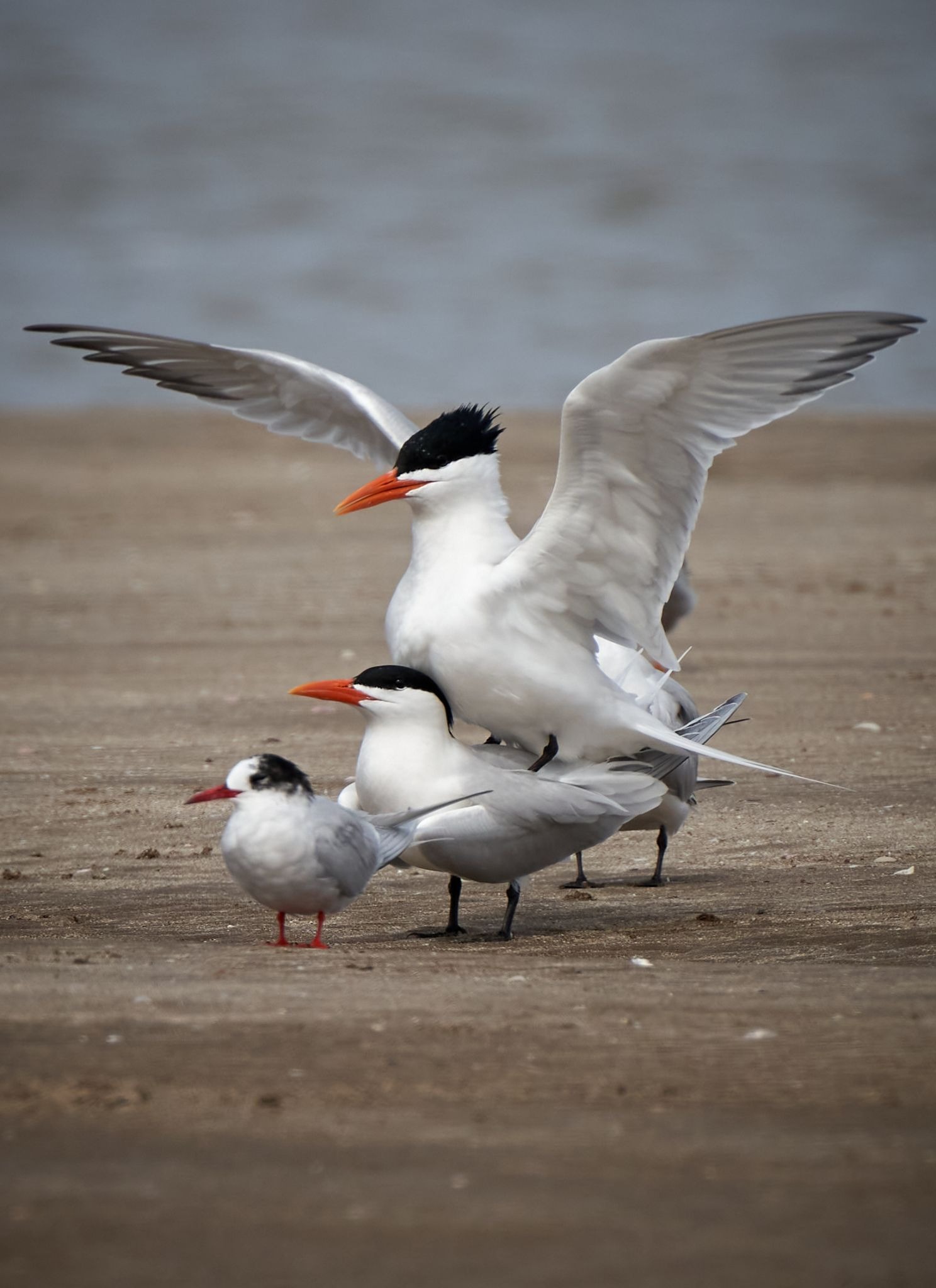 aves_migratorias_3