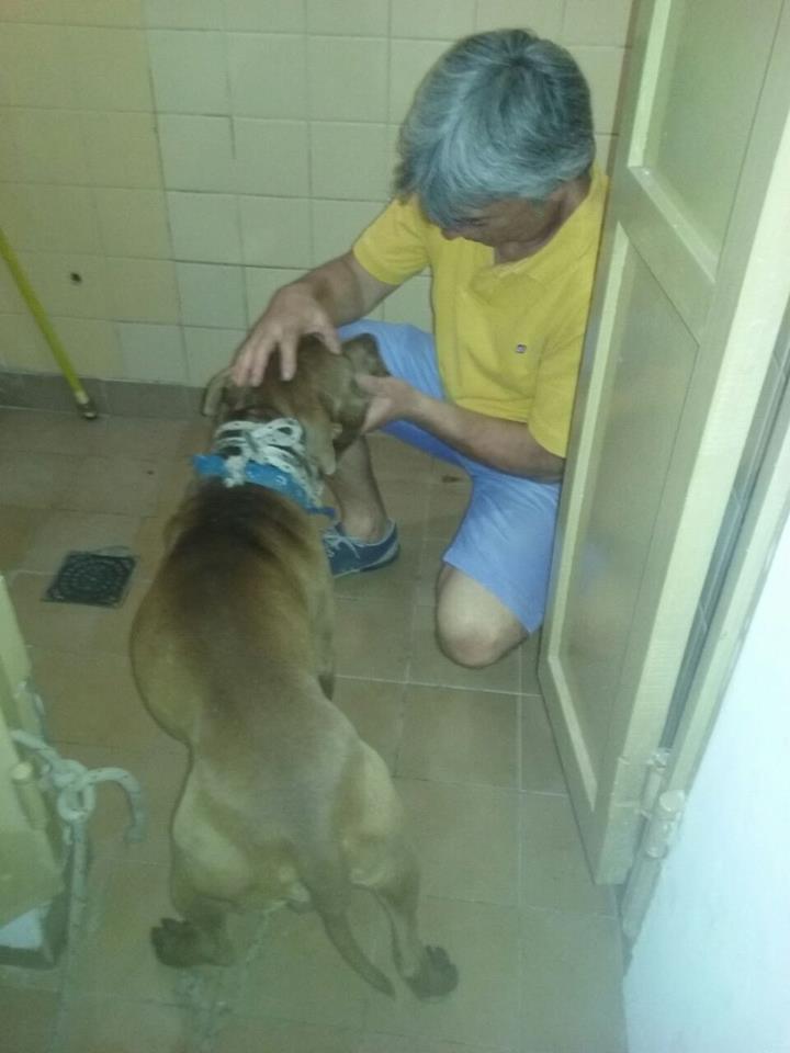 El perro fue atendido por veterinarios. Foto: Bromatología Chacabuco.