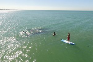 Paddle Surf , una modalidad que gana adeptos