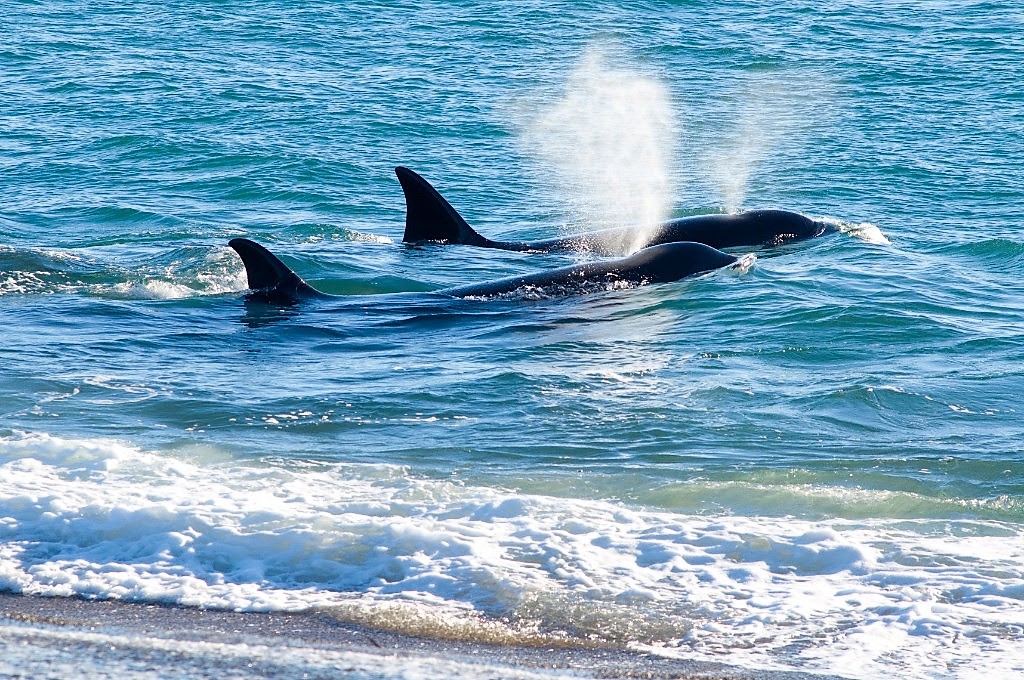 Orcas -2