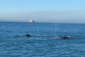 Ballenas miércoles 4