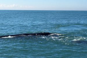 Ballenas miércoles 6