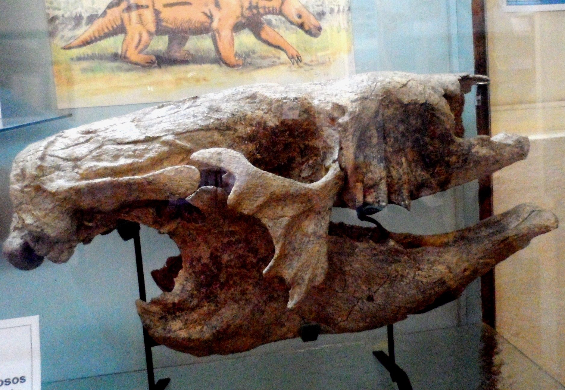 Cráneo de perezoso gigante extinto.