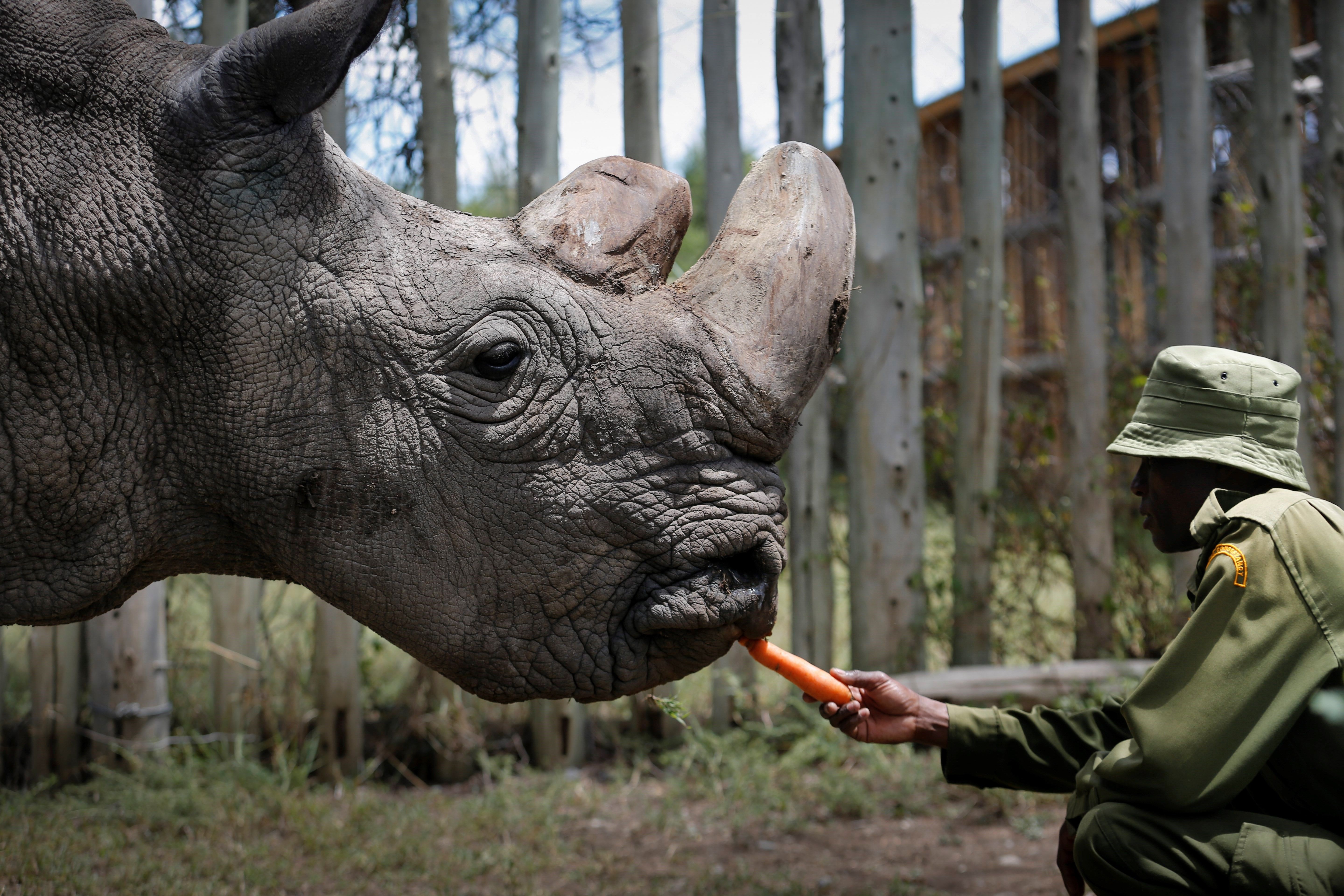 Белый носорог сколько осталось. Северный белый носорог Судан. Северный белый носорог вымер. Белые носороги в Кении. Последний белый носорог.