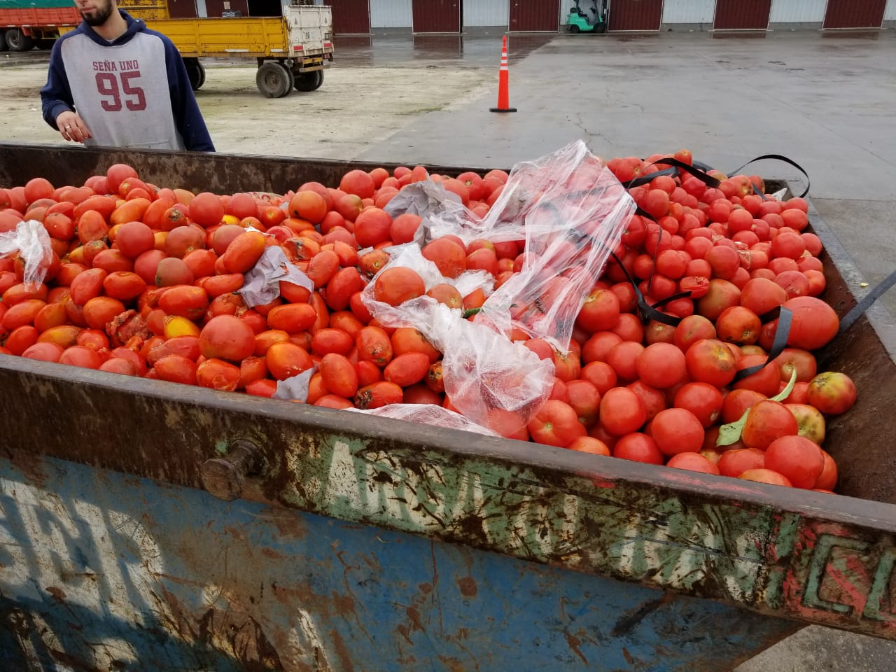 Tomates desechados en el mercado local. Los productores aclararon que tiraron los que ya no servían para ser donados.