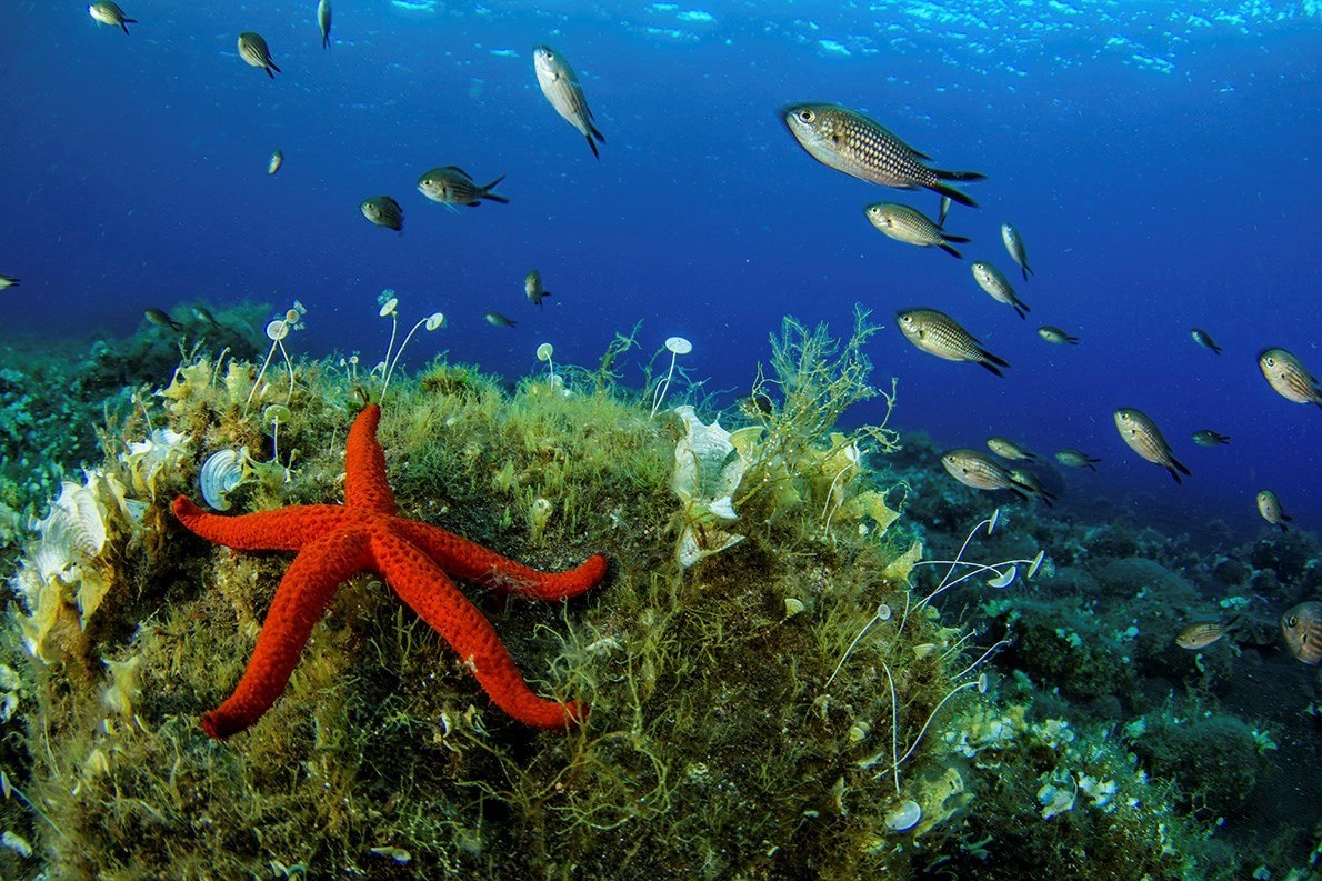 El Mediterráneo devora a sus peces