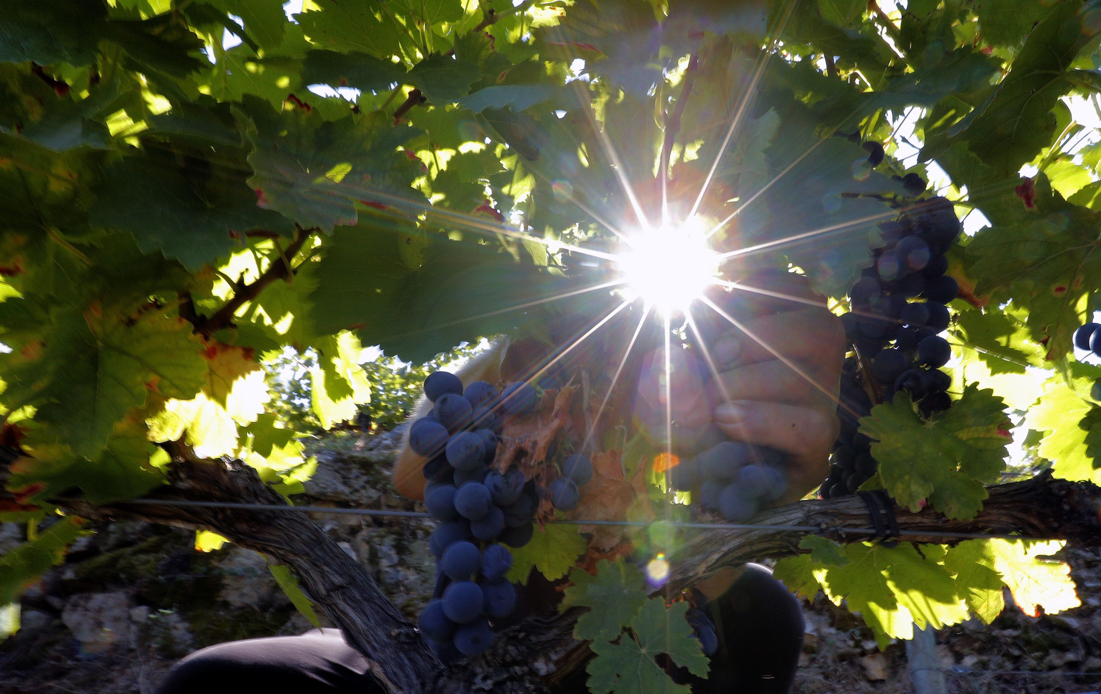 La Ribeira Sacra: Descubriendo una joya de la vitivinicultura española