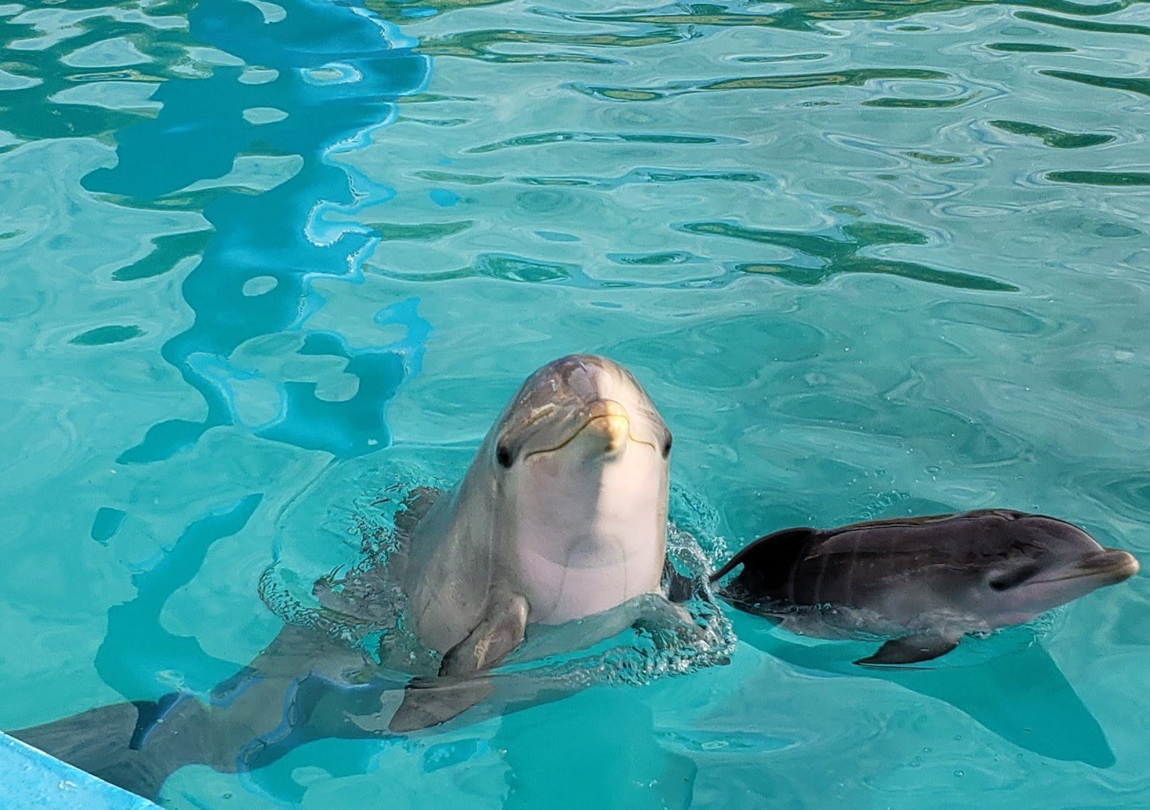 Aquarium Delfin