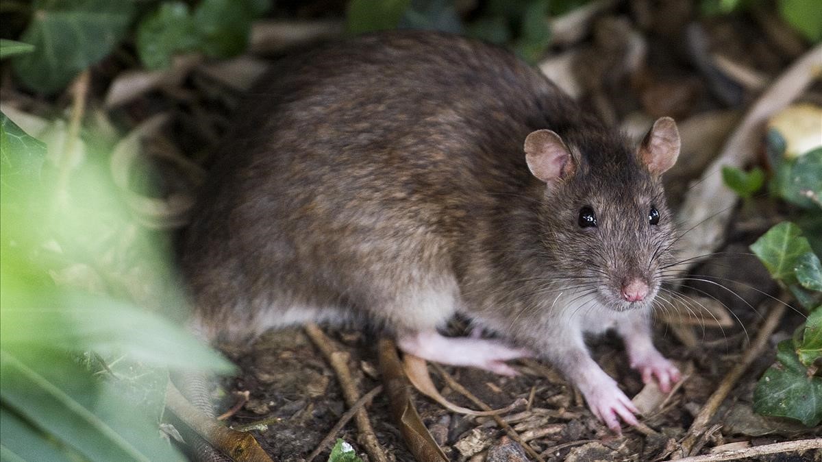 ratas