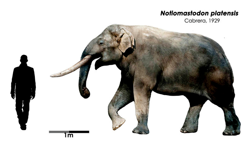 Mastodonte Camet Norte