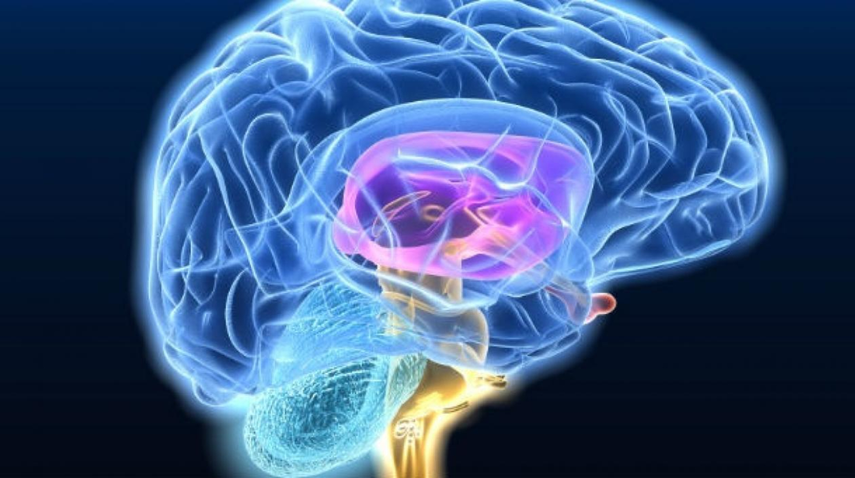 Cerebro -