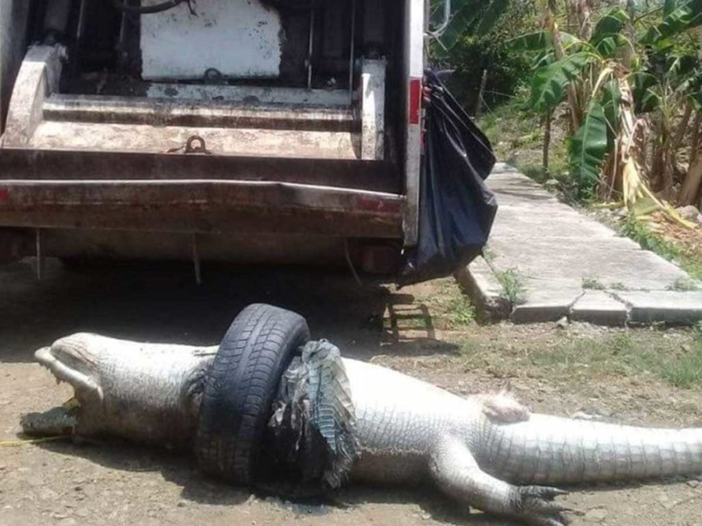 Un cocodrilo murió atrapado en una llanta « Diario La Capital de Mar del  Plata