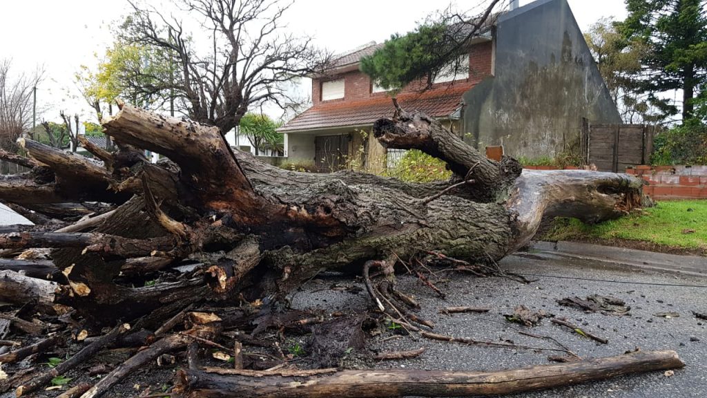 Los fuertes vientos dejan árboles caídos en la ciudad « Diario La Capital  de Mar del Plata