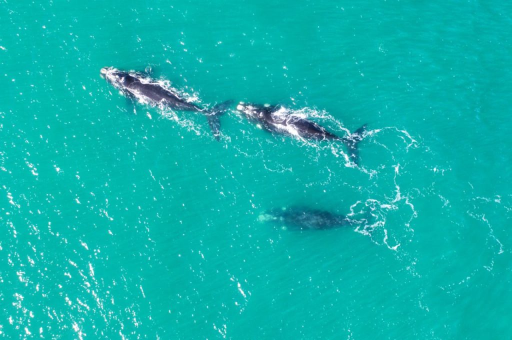 Agosto se despide con ballenas imágenes desde un dron « Diario La