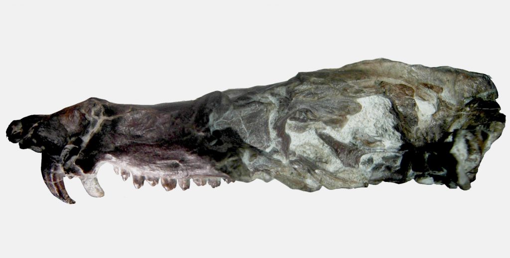 Craneo Pseudotherium argentinus