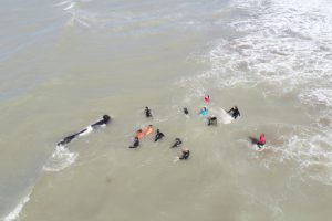 Rescate orcas drone1