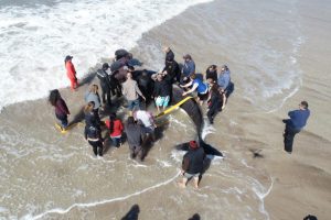 Rescate orcas drone10