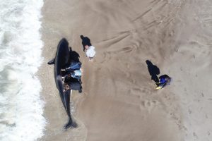Rescate orcas drone6