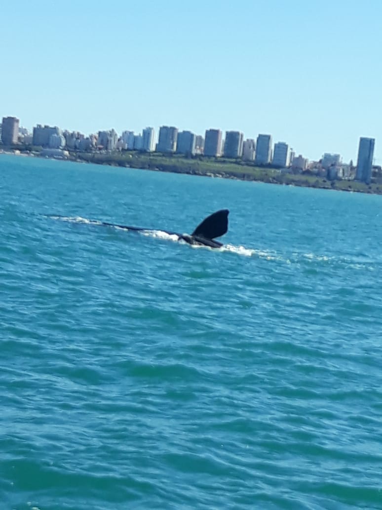 ballena 3