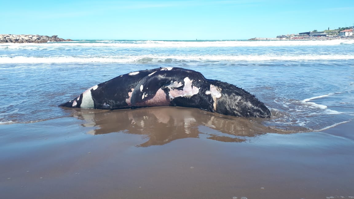 Apareció muerto un lobo marino gigante en Varese « Diario La Capital de Mar  del Plata