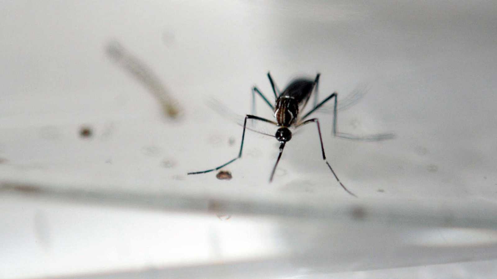 dengue