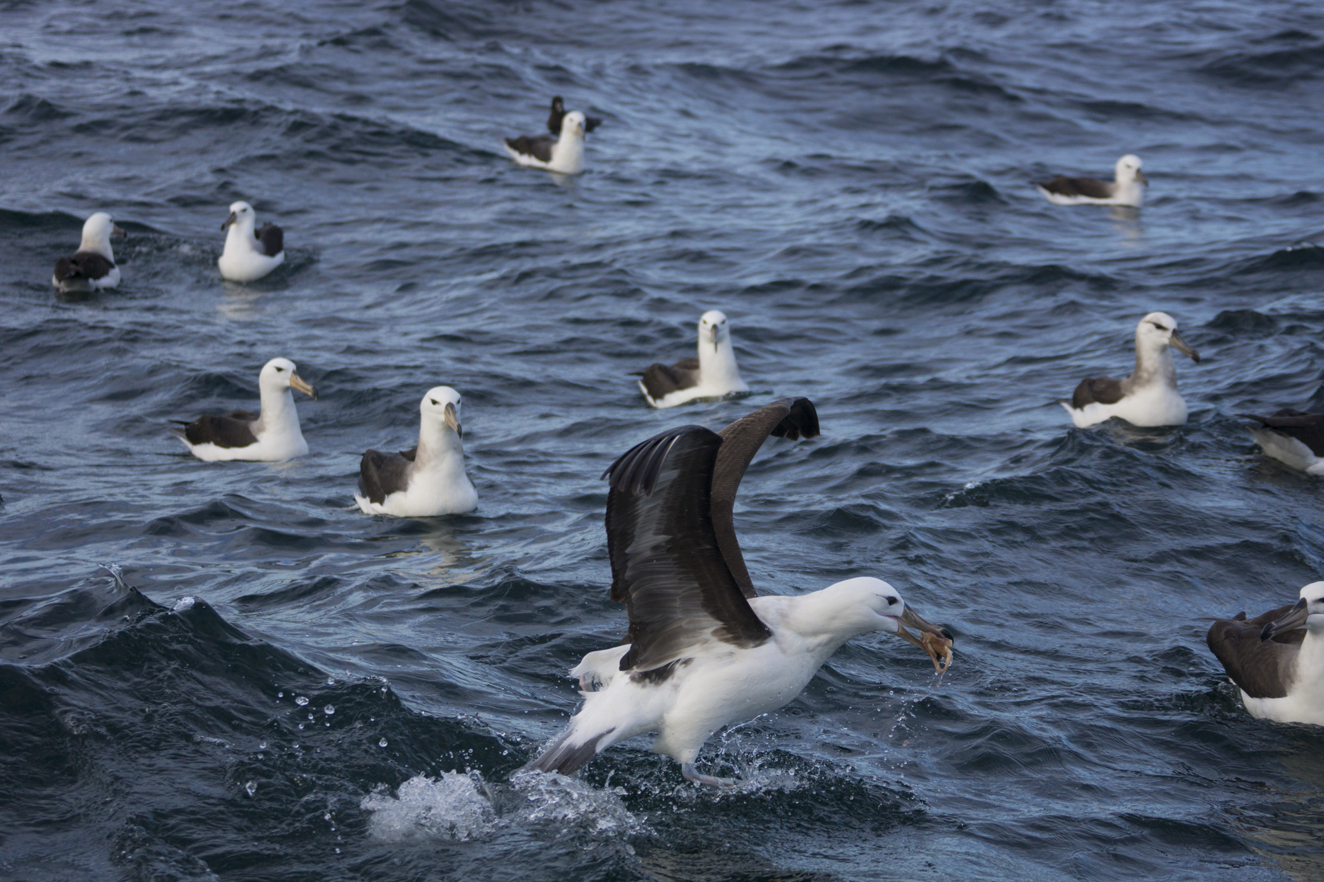 10 Albatros alimentándose del descarte