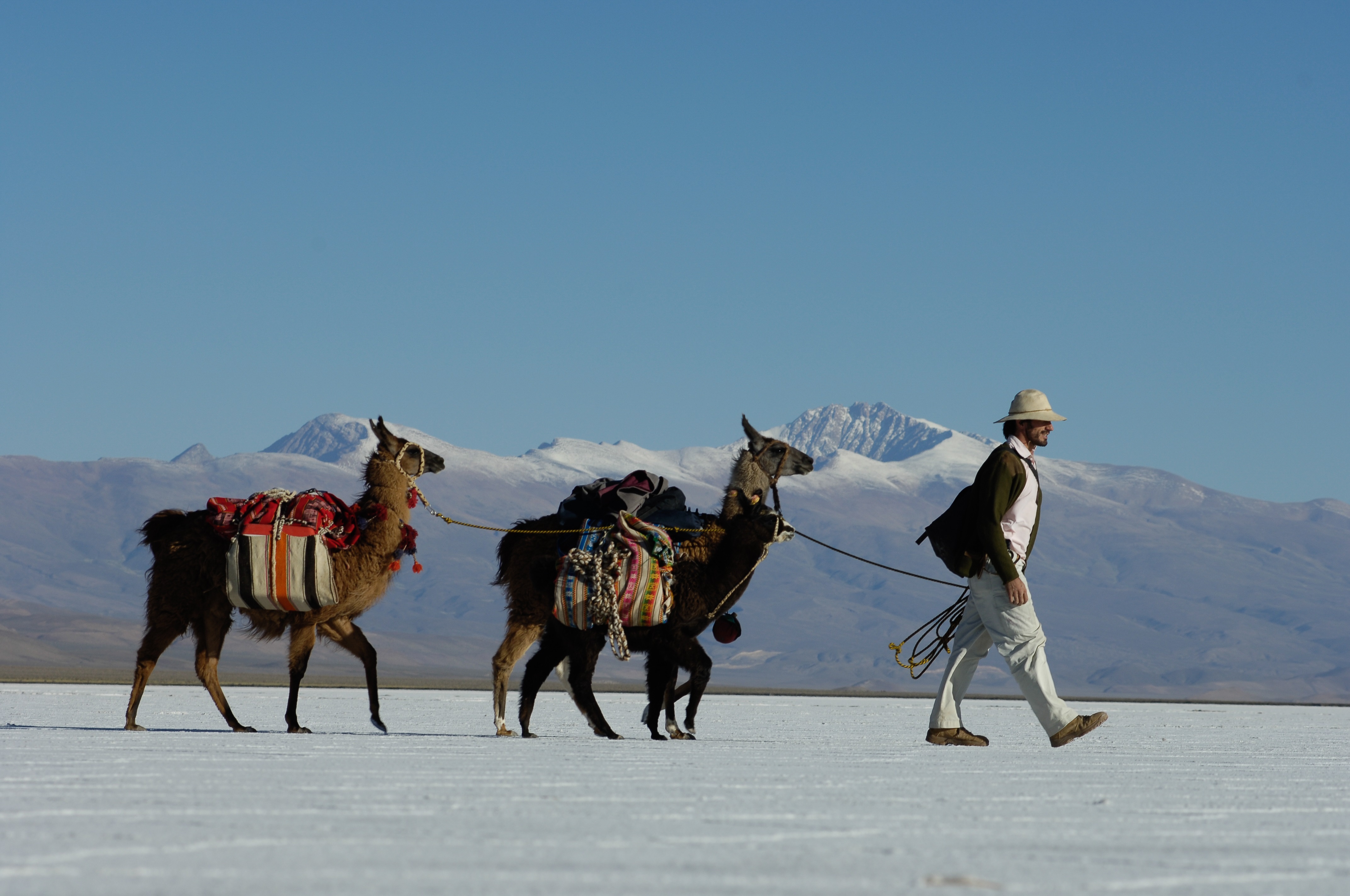 Caravana de llamas por Zoom y venta futura el turismo argentino