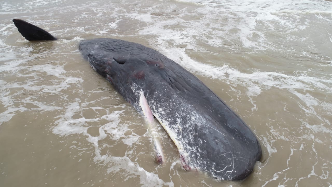 BALLENA SANTA CLARA 6