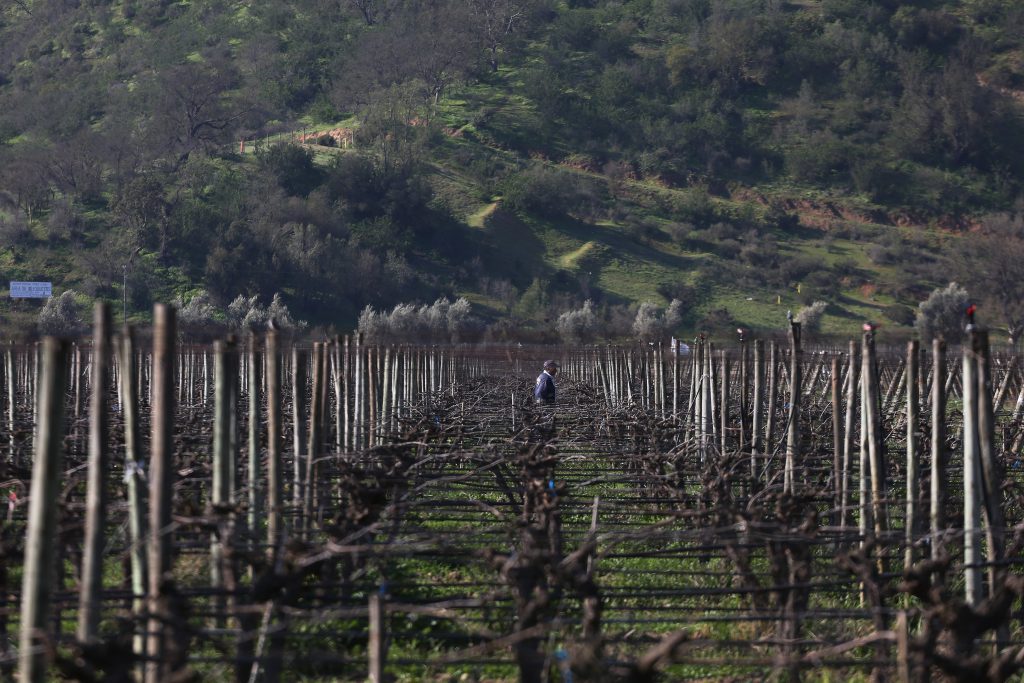 Un hombre camina entre los viñedos en la Emiliana. Foto: EFE.
