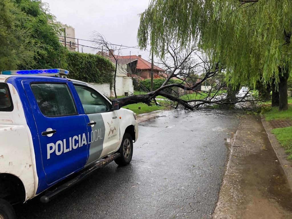 patrullero arbol caido