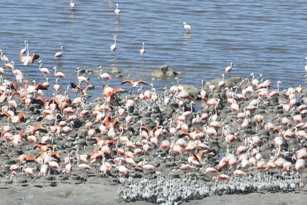 flamencos nidada laguna cordoba mar chiquita