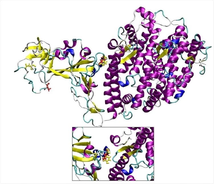 Estructura tridimensional la proteína del pico: complejo hare-2. Los residuos que se transforman en la variante B.1.1.7 se muestran en color amarillo.