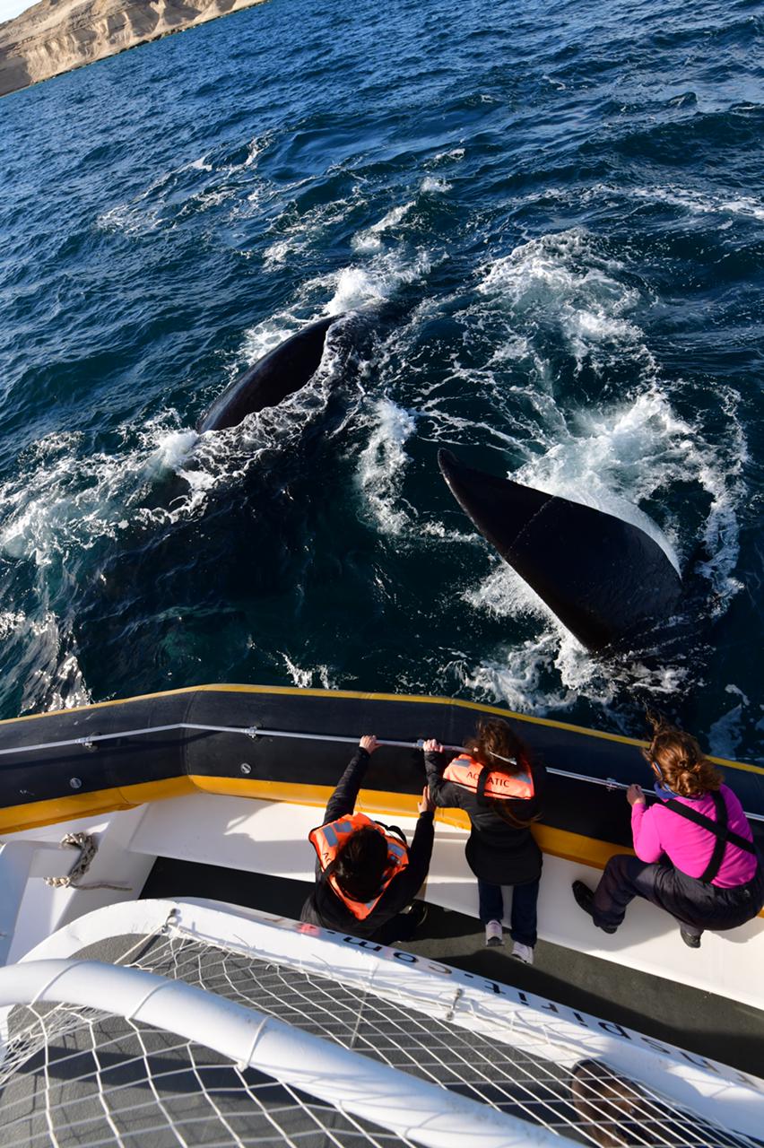avistaje de ballenas