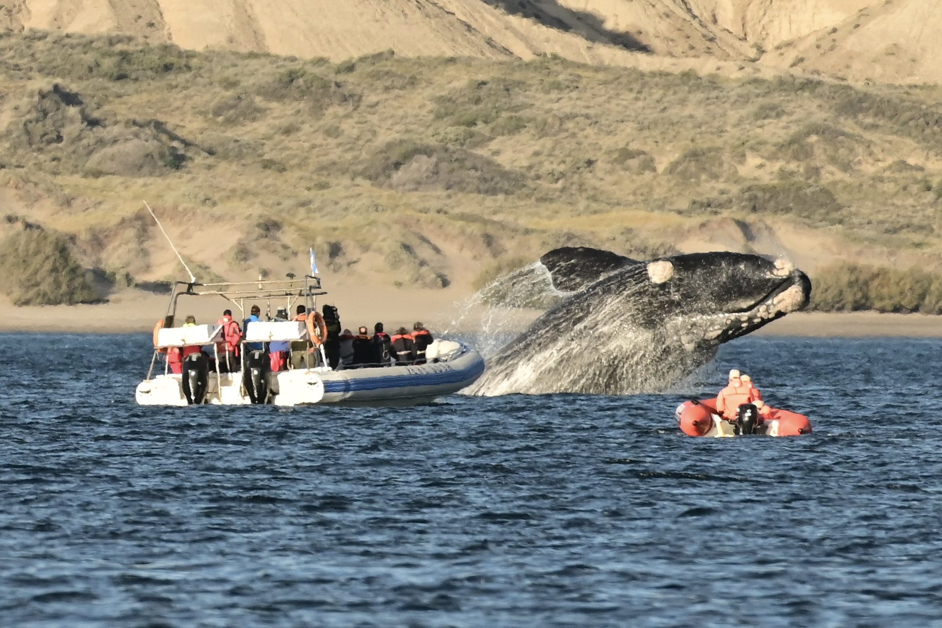 ballena Puerto Madryn