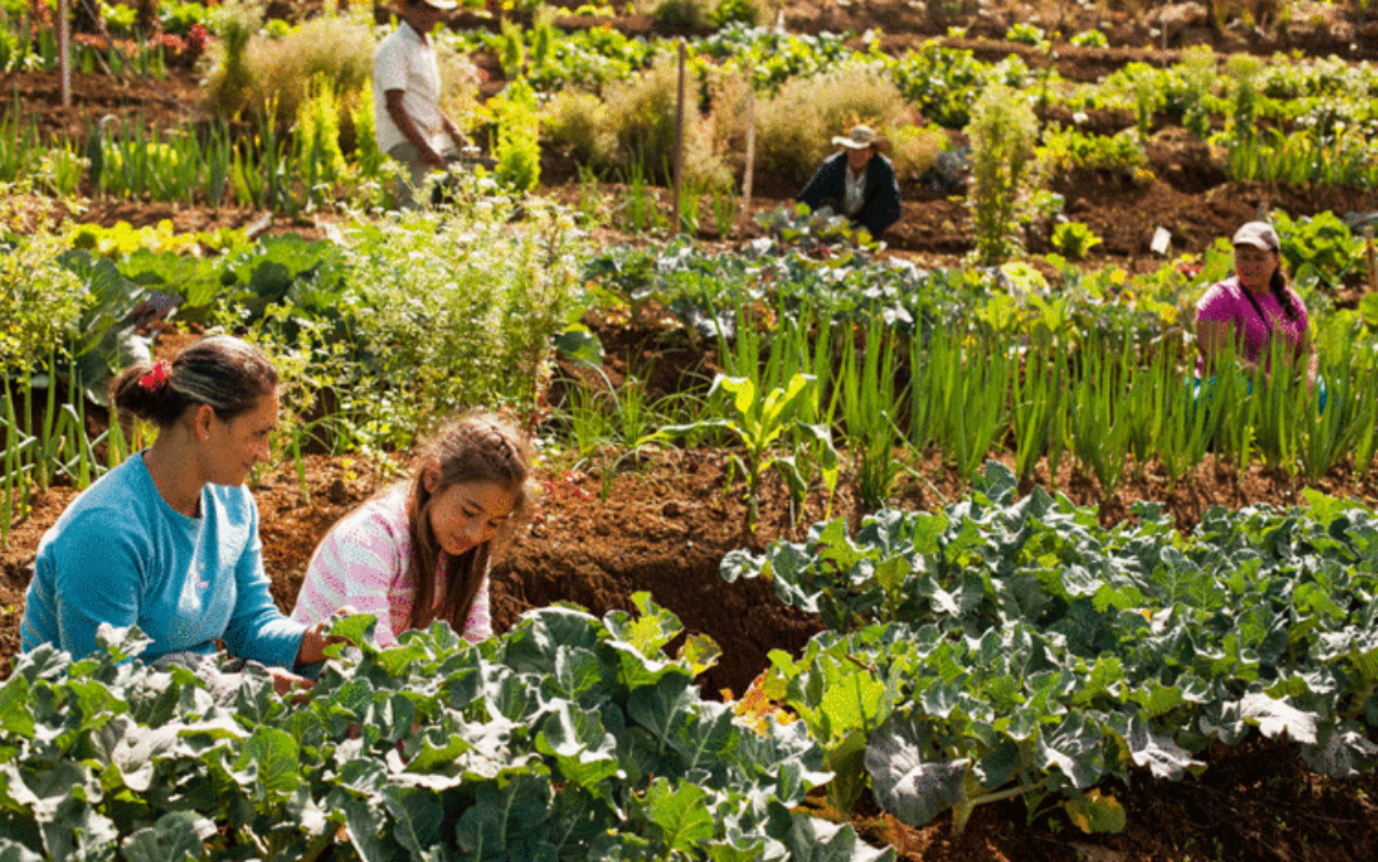 agroecologia