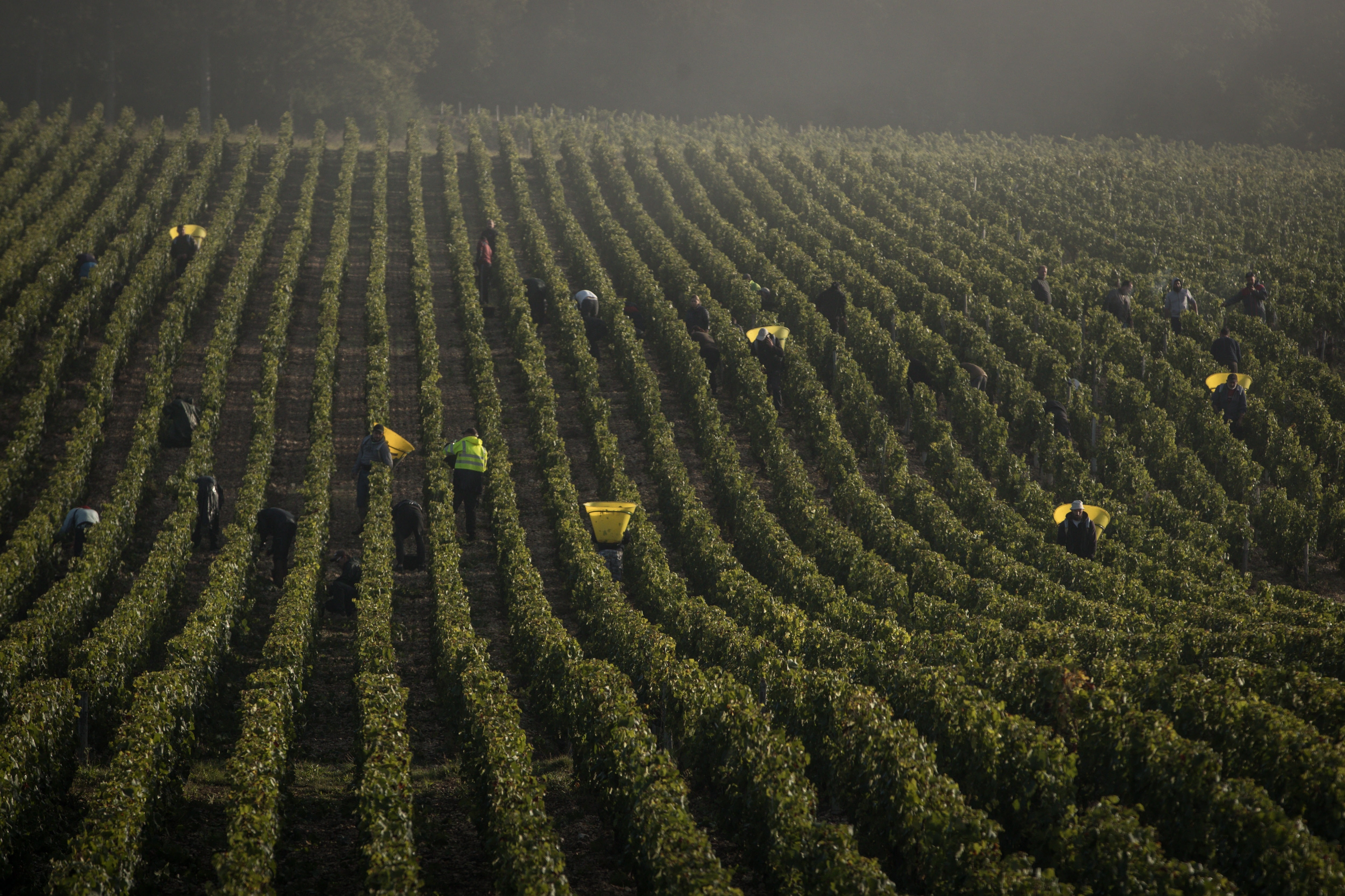 Harvest in Chablis Vineyard