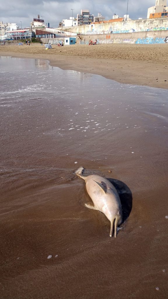 delfin muerto unzué