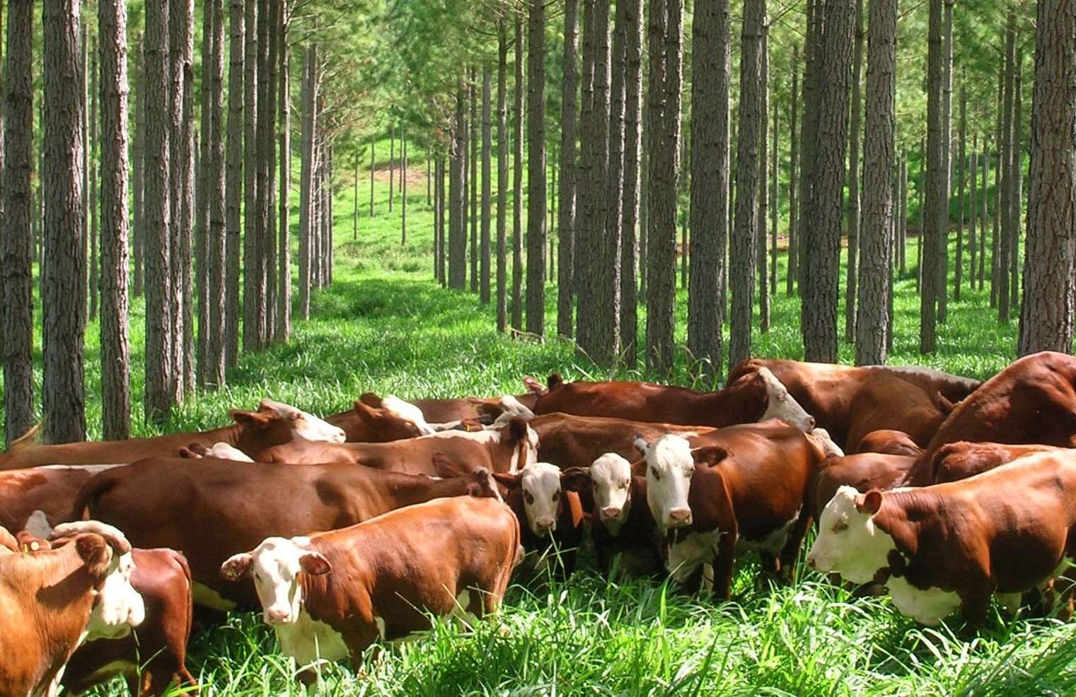 Ecobosques ganaderos