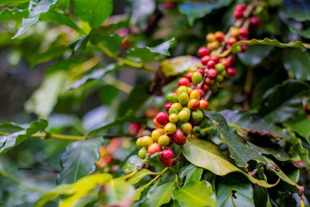 Honduras inicia validación de plan para una política de género de café