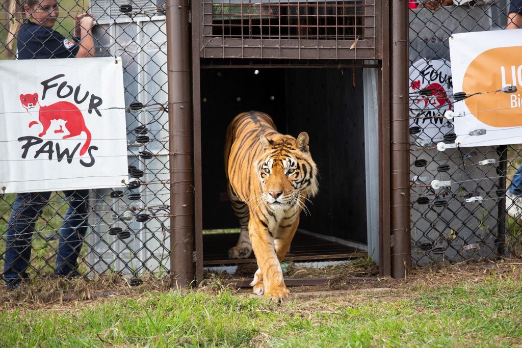 Cuatro tigres recluidos en un vagón en Argentina hallan hogar en Sudáfrica